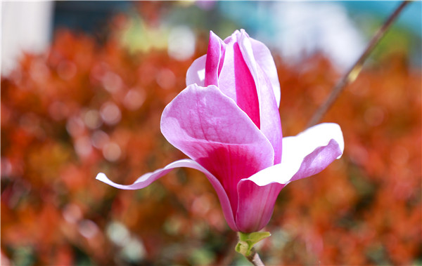 春暖花開，等你歸來——邀你云賞南新春景，以慰思念